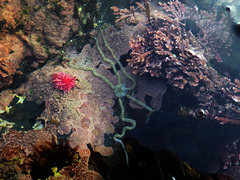 Amphiodia occidentalis