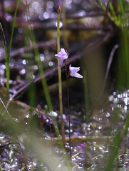Utricularia minutissima