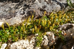 Coprosma perpusilla perpusilla