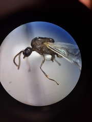 Crematogaster cerasi