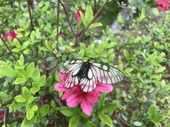 Parnassius glacialis