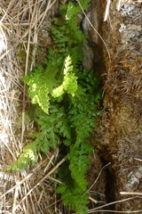 Polystichum cystostegium
