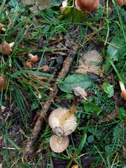 Marasmius oreades