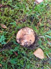 Chroogomphus rutilus