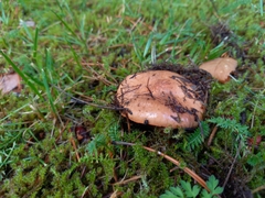 Chroogomphus rutilus