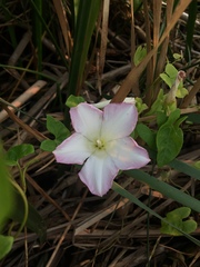 Calystegia