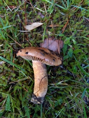 Chroogomphus rutilus