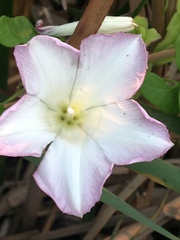Calystegia