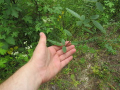 Desmodium obtusum