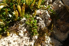 Coprosma perpusilla perpusilla