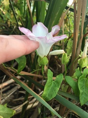 Calystegia