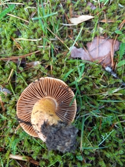 Chroogomphus rutilus