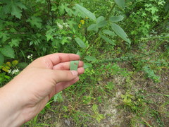 Desmodium obtusum