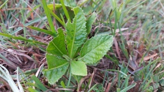 Gymnanthemum amygdalinum