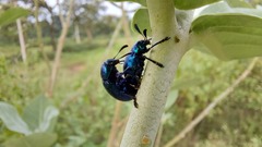 Platycorynus peregrinus