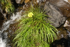 Dolichoglottis lyallii