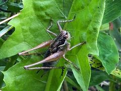 Pachytrachis gracilis