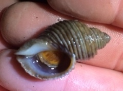 Nucella canaliculata