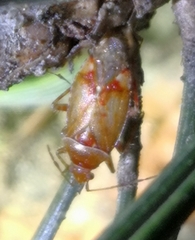 Alloeotomus gothicus