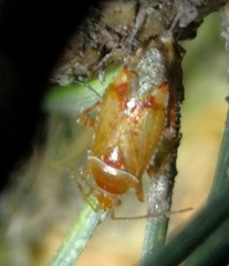 Alloeotomus gothicus