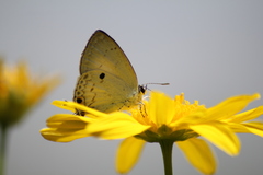 Hypolycaena ithna