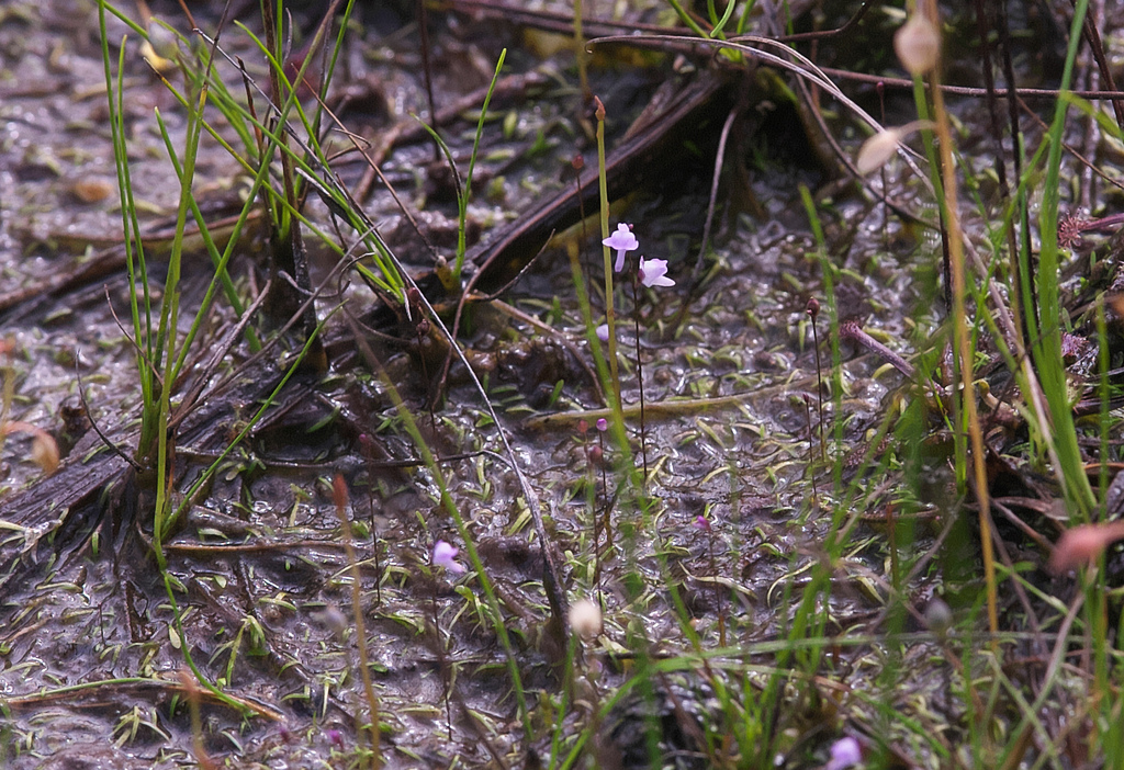 Utricularia minutissima Vahl 2