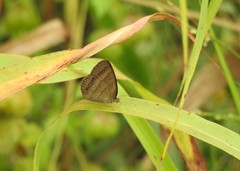 Yphthimoides affinis