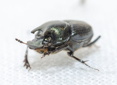 Onthophagus orpheus