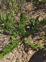 Cynorhiza meifolia