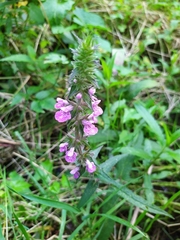 Stachys palustris