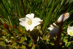Epilobium macropus