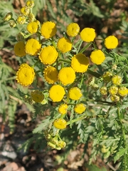 Tanacetum vulgare