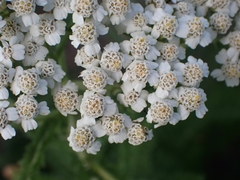 Achillea millefolium borealis