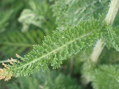 Achillea millefolium borealis
