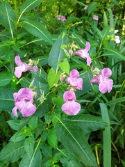 Impatiens glandulifera
