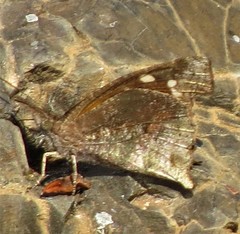 Libythea laius