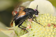 Macrosiagon dimidiata