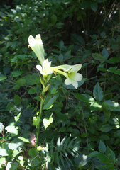 Cardiocrinum cordatum