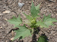 Chenopodiastrum simplex