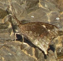 Libythea laius