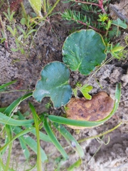 Pelargonium asarifolium