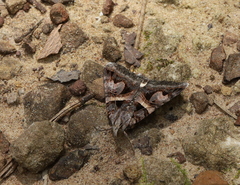 Drasteria grandirena