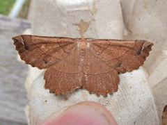 Euchlaena johnsonaria