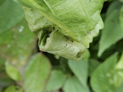 Hoplapoderus echinatus
