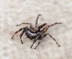 Menemerus bivittatus