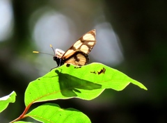 Thyridia psidii aedesia