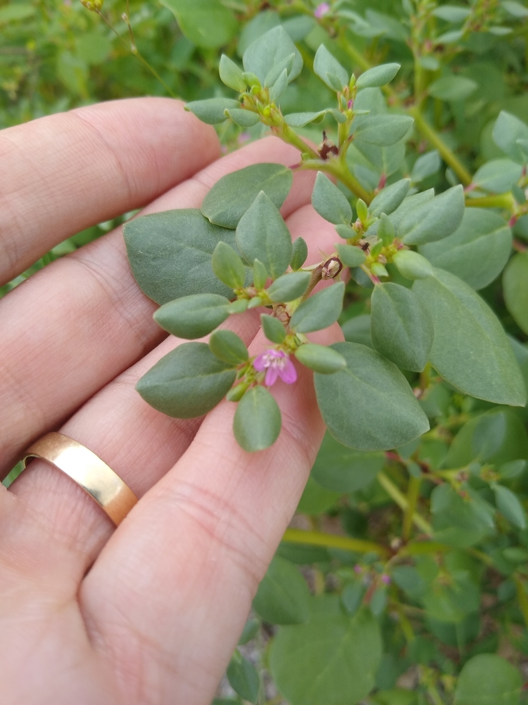 desert horse purslane (Trianthema portulacastrum) Plantae Stock Photo -  Alamy, image size:768x1024