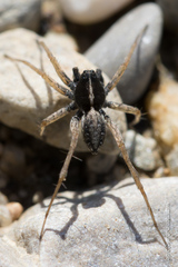 Pardosa monticola