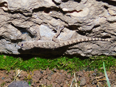 Mediodactylus heterocercus