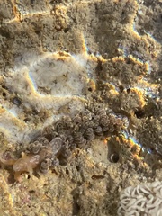 Spurilla neapolitana